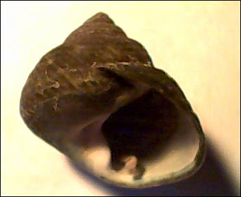 Osilinus?